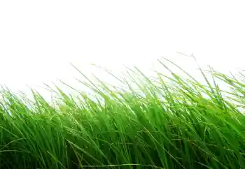Kesan foto daripada kategori Pelbagai № 101116