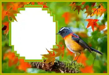 Kesan foto daripada kategori Pelbagai № 173036