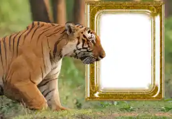 Kesan foto daripada kategori Pelbagai № 176575 Kesan foto daripada kategori Pelbagai № 176575