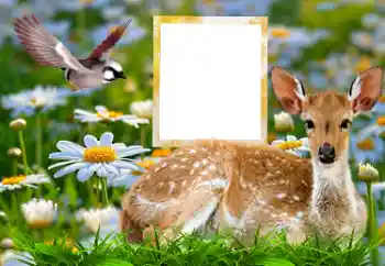 Kesan foto daripada kategori Pelbagai № 185878