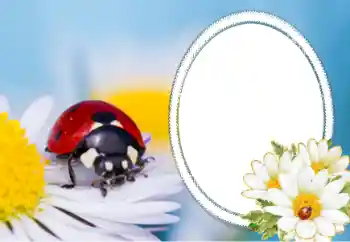Kesan foto daripada kategori Pelbagai № 40356