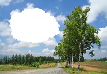 Kesan foto daripada kategori Musim panas № 114245 Kesan foto daripada kategori Musim panas № 114245