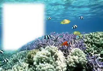 Kesan foto daripada kategori Musim panas № 121111