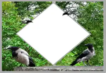 Kesan foto daripada kategori Musim panas № 131476 Kesan foto daripada kategori Musim panas № 131476