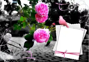 Kesan foto daripada kategori Bingkai perkahwinan № 12847